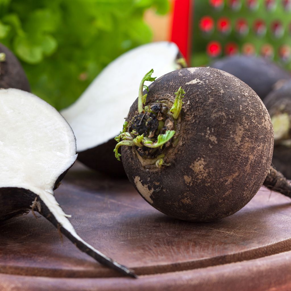 Rammenas Grote ronde winter