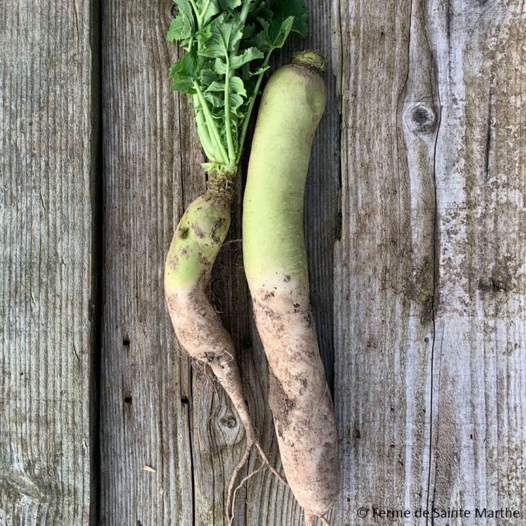 Radis Rave blanc Daïkon Mino Early Bio - Ferme de Sainte Marthe