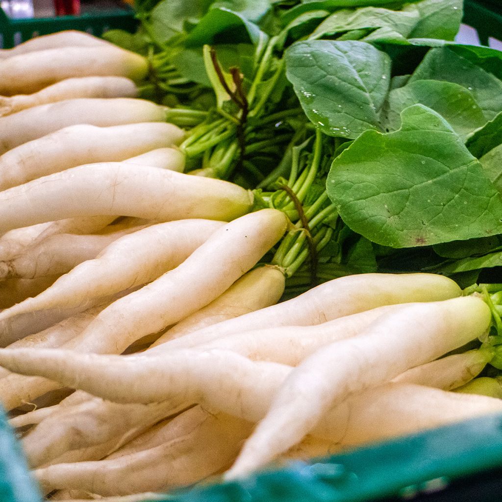 Radijs Witte transparante