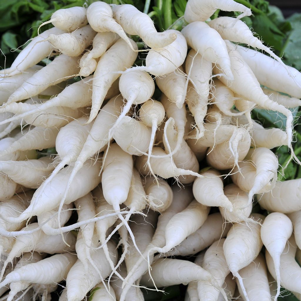 Radijs Witte transparante