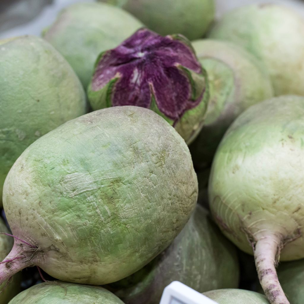 Watermeloenradijs Red Meat