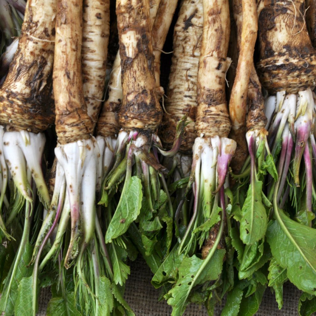 Mierik - Armoracia rusticana