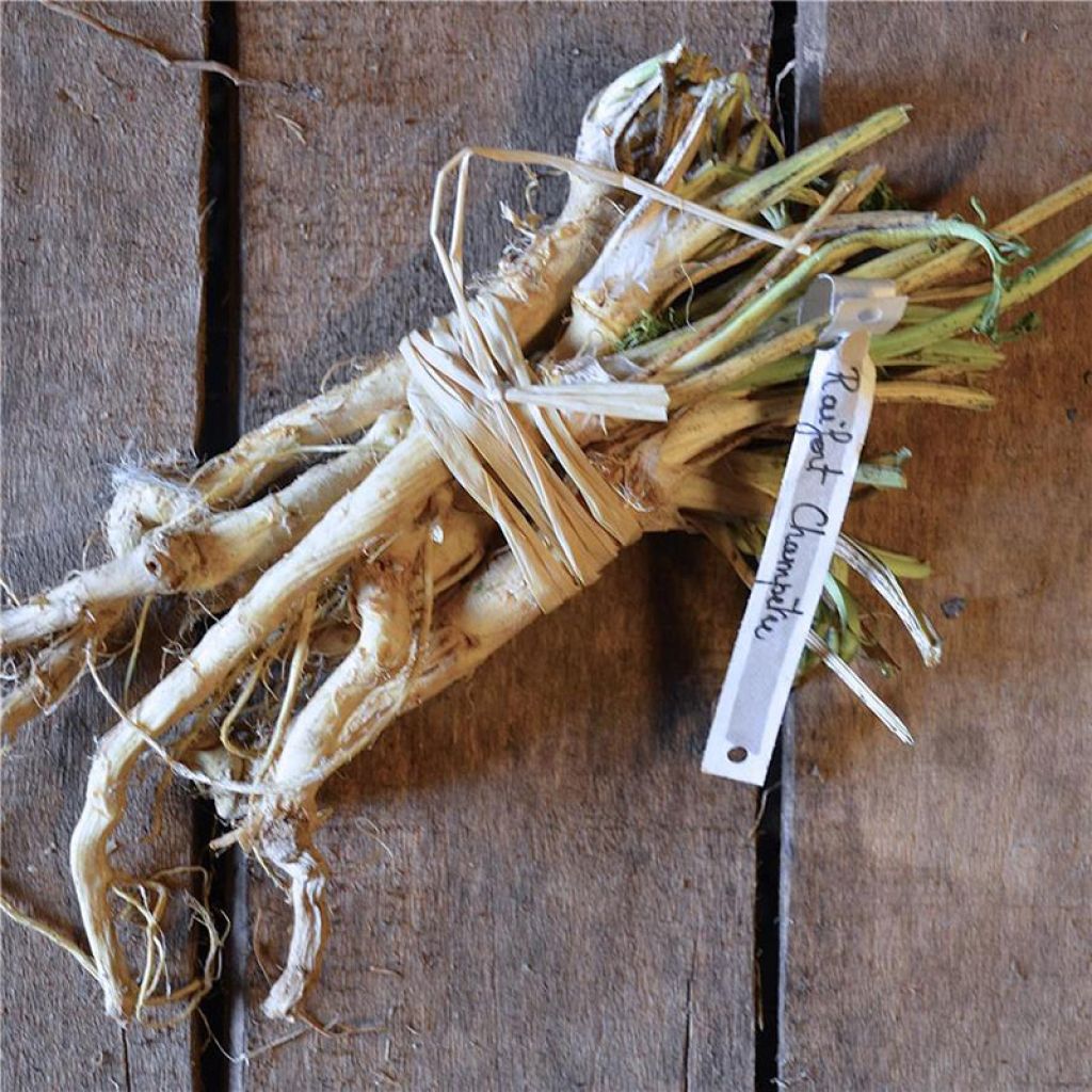 Raifort champêtre NT - Ferme de Sainte Marthe
