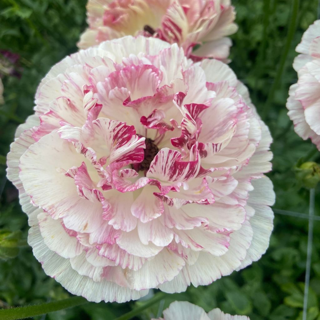 Ranunculus asiaticus Brushmark Cesar - Perzische ranonkel