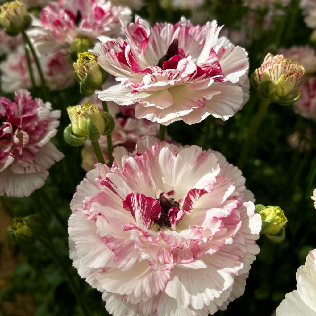 Ranunculus asiaticus Brushmark Cesar - Perzische ranonkel
