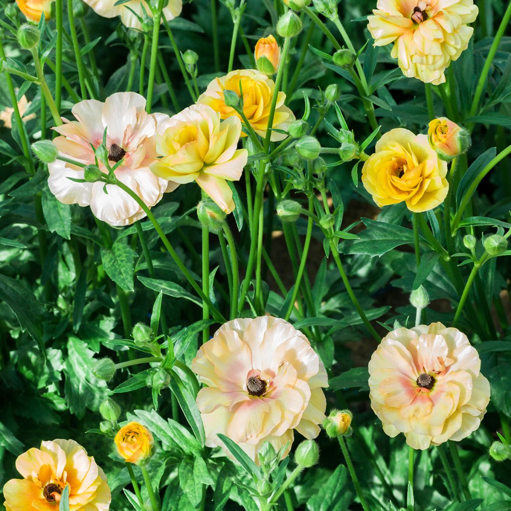 Ranunculus asiaticus Butterfly Vestalis - Perzische ranonkel
