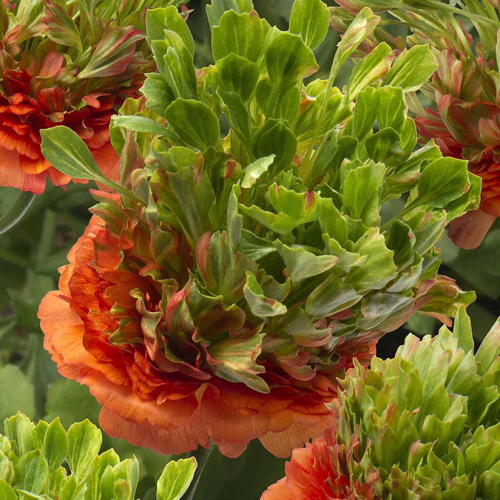 Ranunculus asiaticus Crown Nervion - Perzische ranonkel