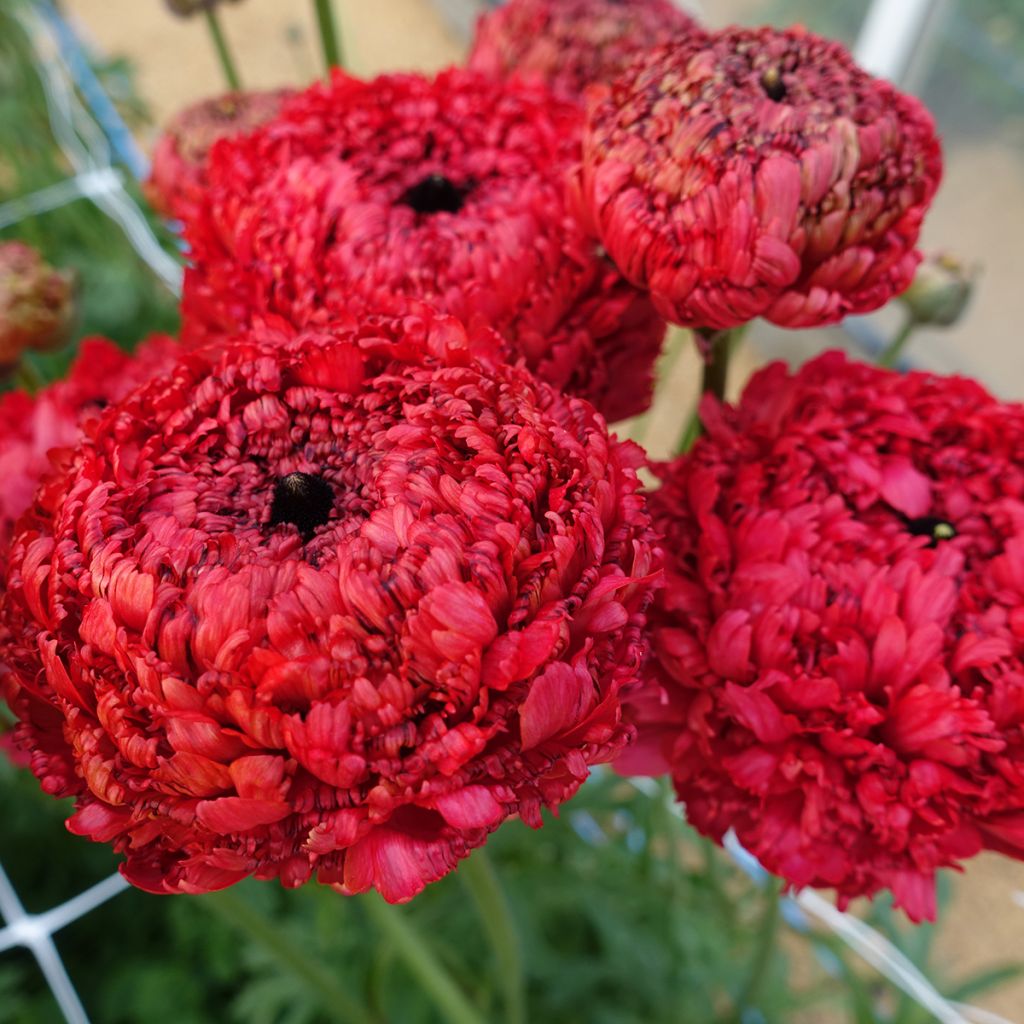 Ranunculus asiaticus Poodle Chaouen II - Perzische ranonkel