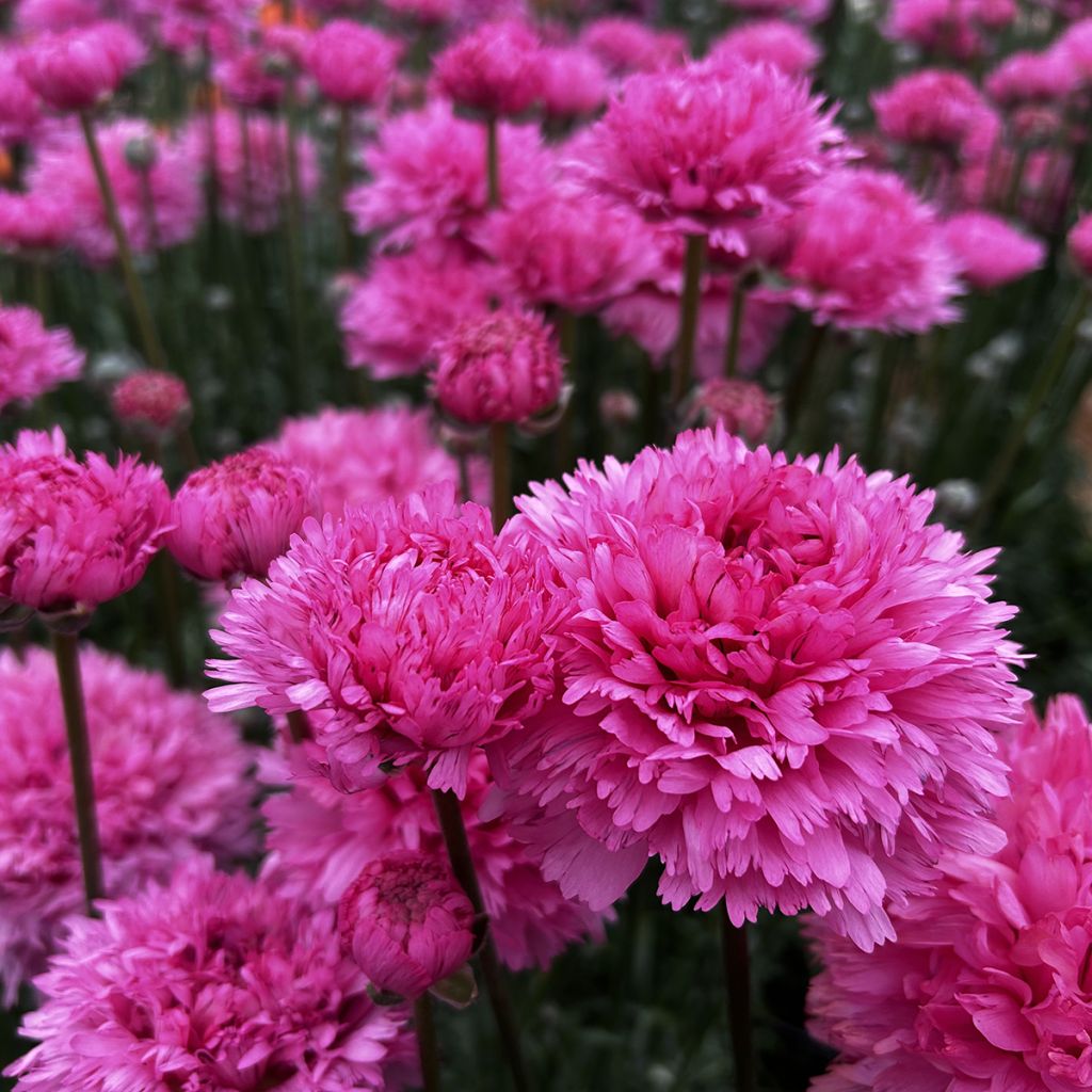 Ranunculus asiaticus Poodle Ramlia - Perzische ranonkel