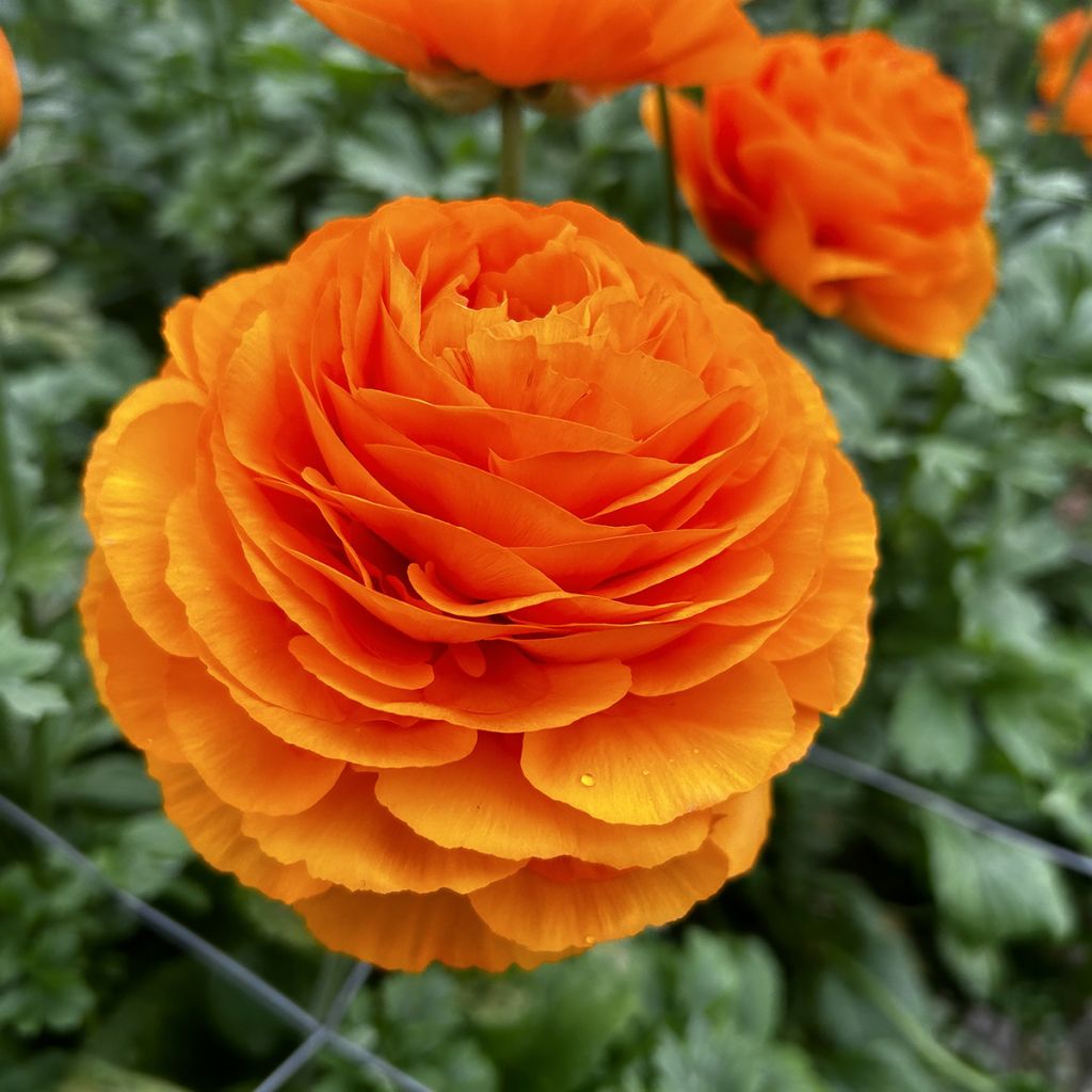 Ranunculus asiaticus Romance Digne - Perzische ranonkel