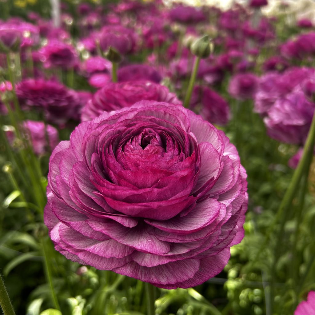Ranunculus asiaticus Romance Loubeyres - Perzische ranonkel