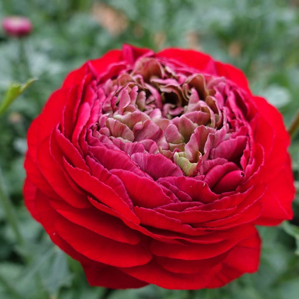 Ranunculus asiaticus Romance Odon - Perzische ranonkel