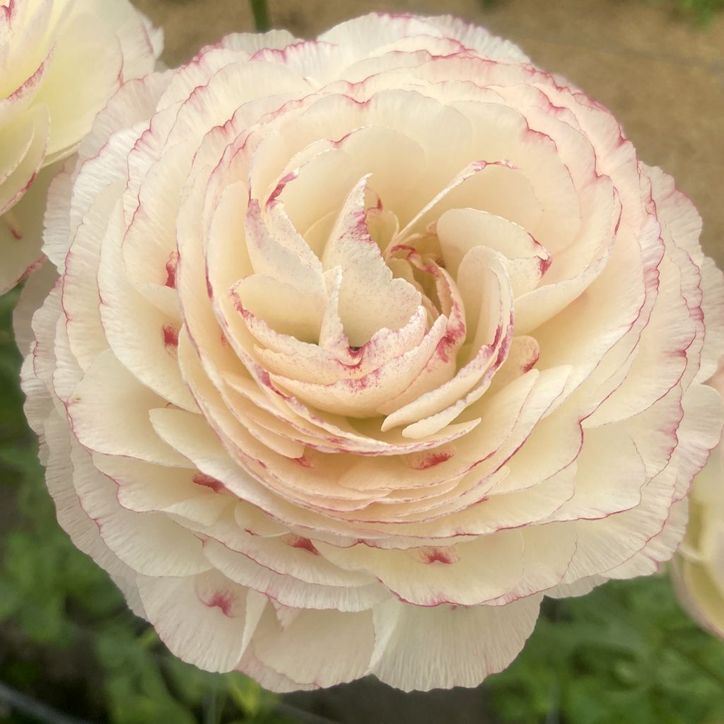 Ranunculus asiaticus Romance Orleans - Perzische ranonkel