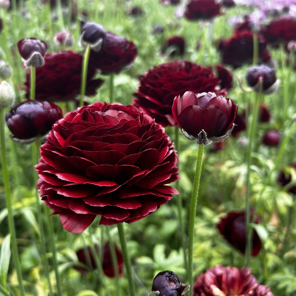 Ranunculus asiaticus Romance Perigord - Perzische ranonkel