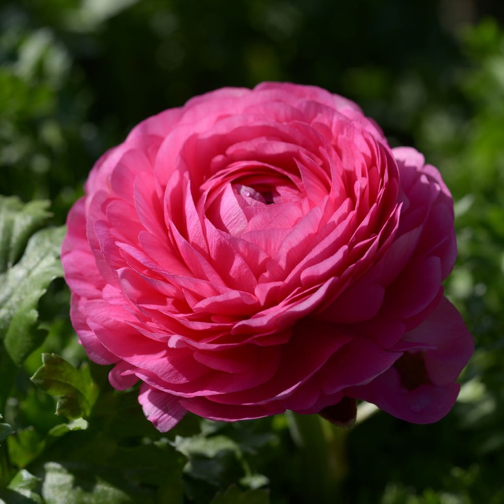 Ranunculus hybrida Vortex F1 Hot Pink - Perzische ranonkel