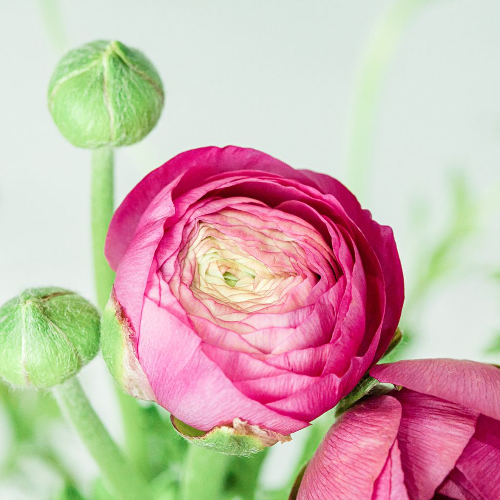 Ranunculus hybrida Vortex F1 Hot Pink - Perzische ranonkel