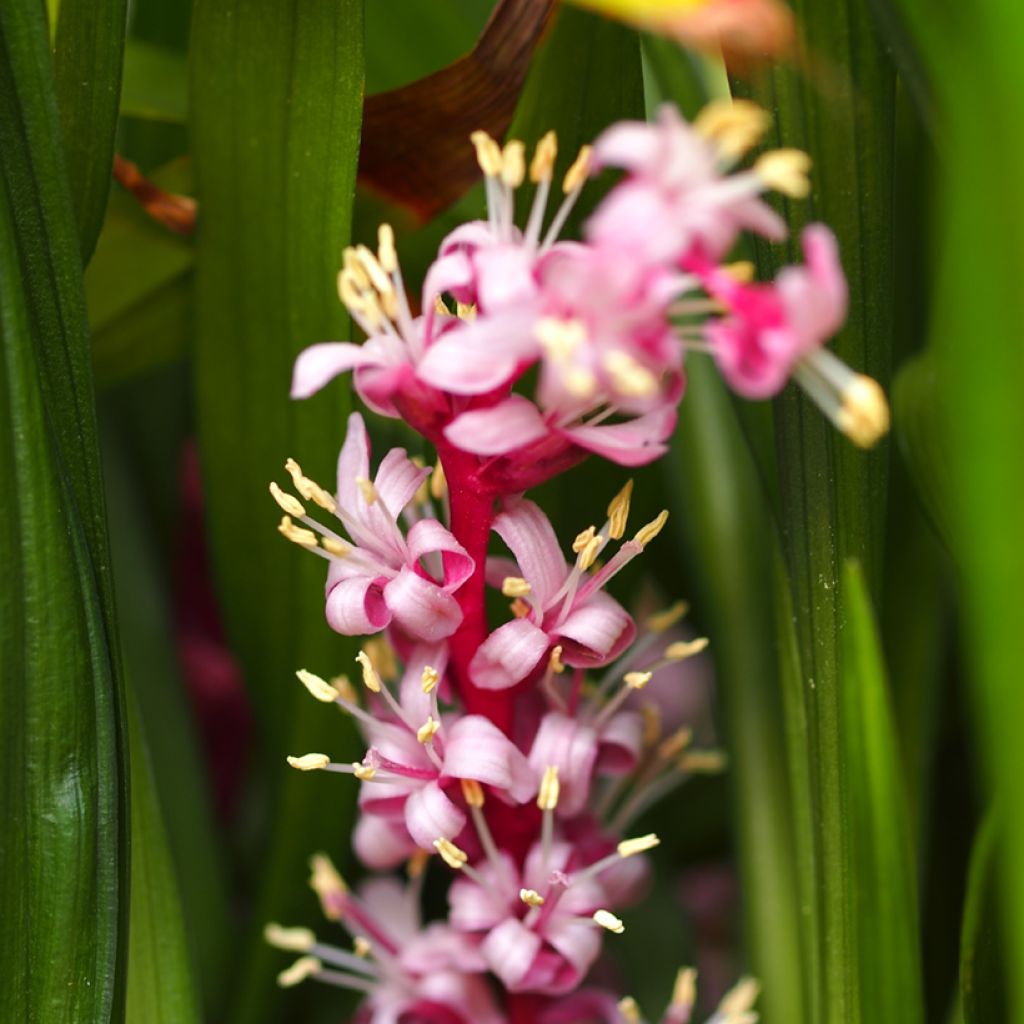 Reineckea carnea - Chinese lelietje-van-dalen