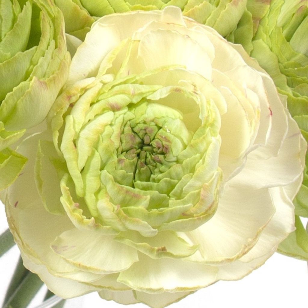 Ranunculus asiaticus Supreme Light Green - Perzische ranonkel