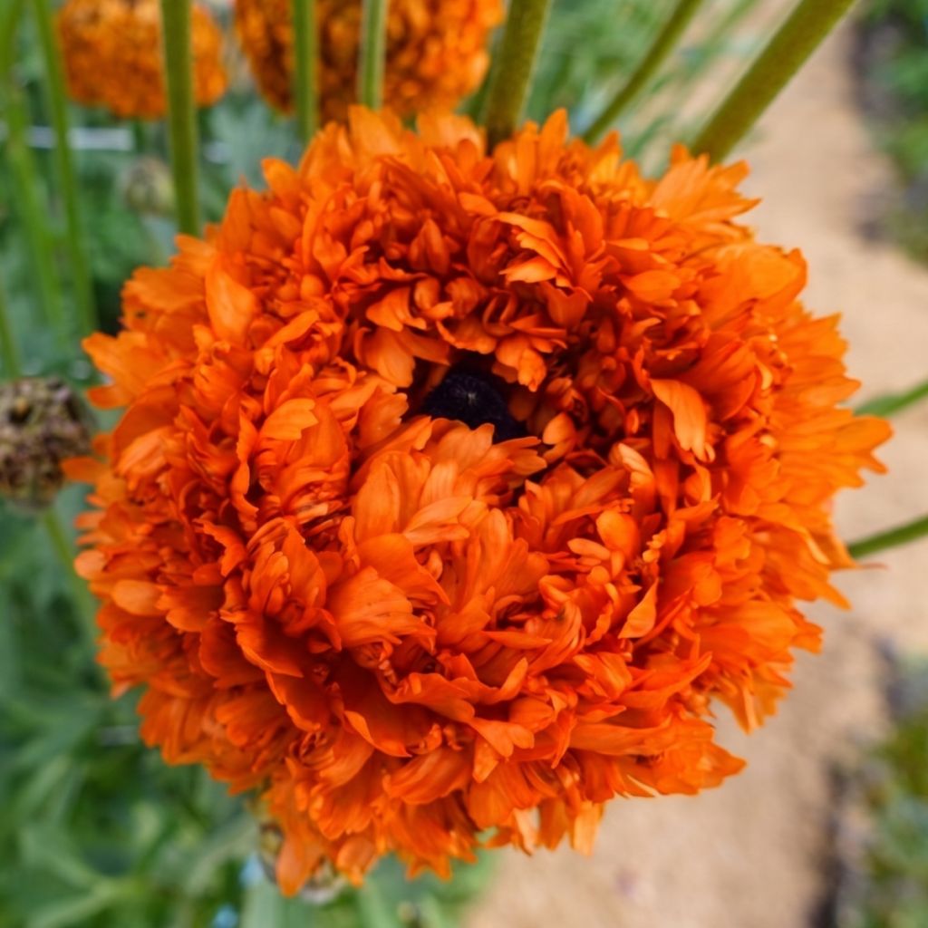 Ranunculus asiaticus Poodle Mudassar - Perzische ranonkel