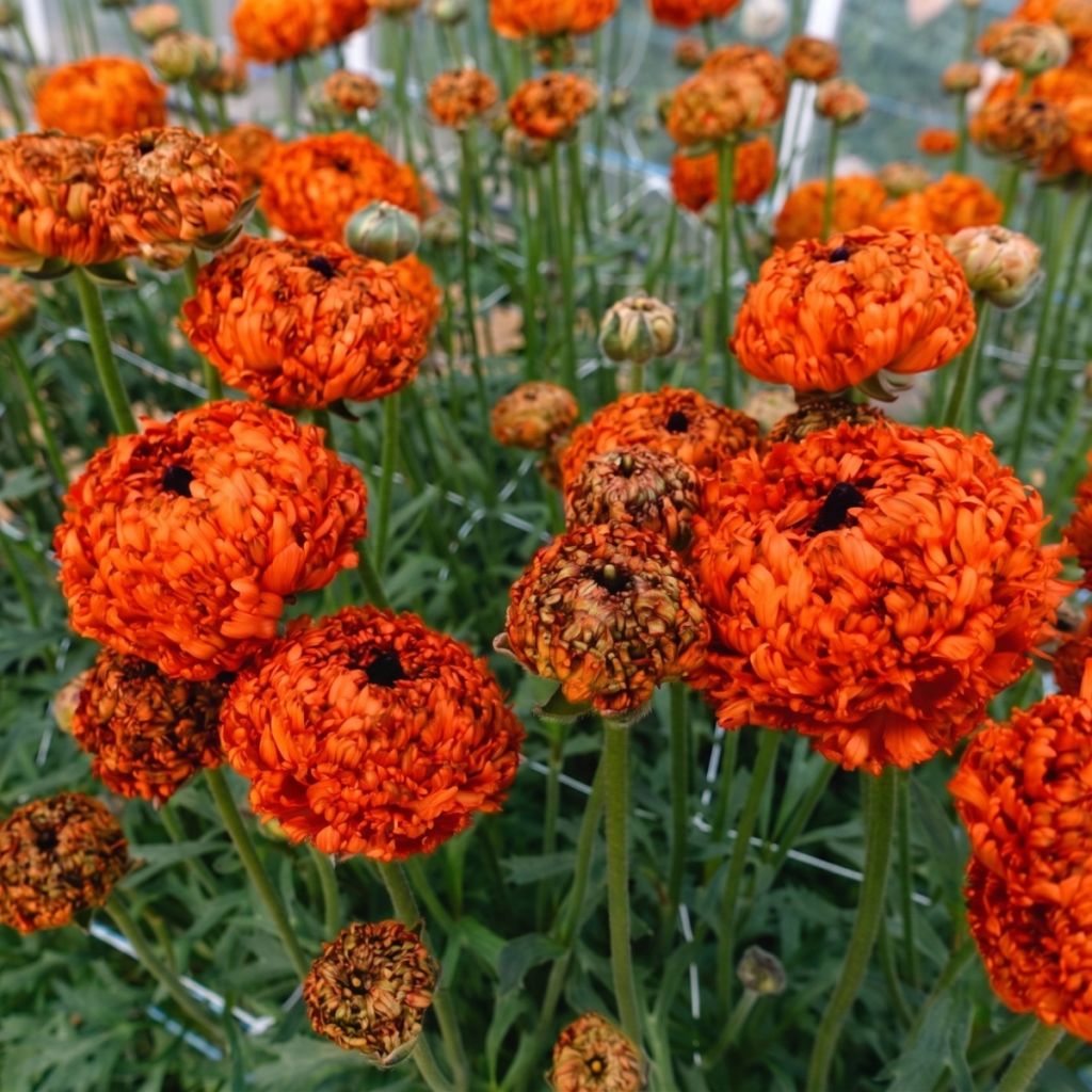 Ranunculus asiaticus Poodle Mudassar - Perzische ranonkel