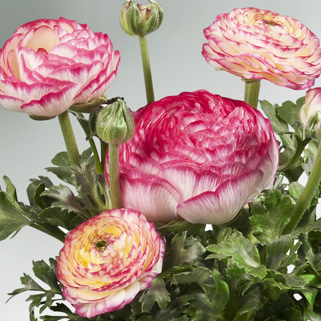 Ranunculus hybrida Sprinkles F1 Violet Bicolor - Perzische ranonkel