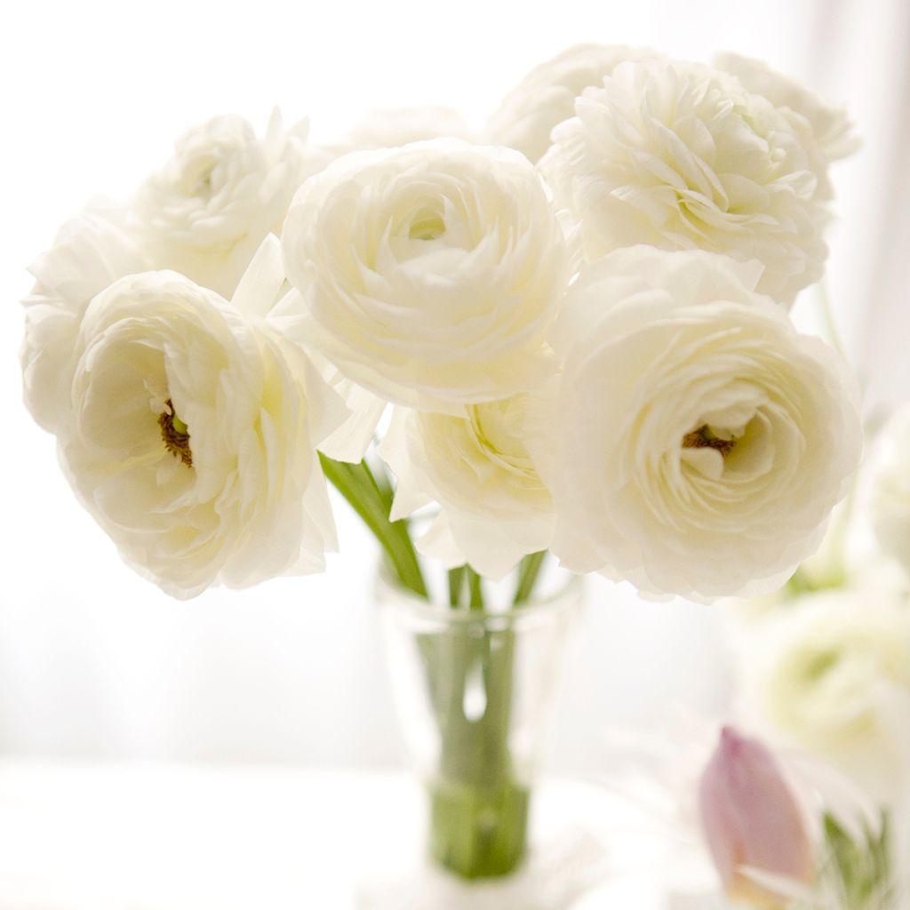 Ranunculus hybrida Vortex F1 Wit - Perzische ranonkel