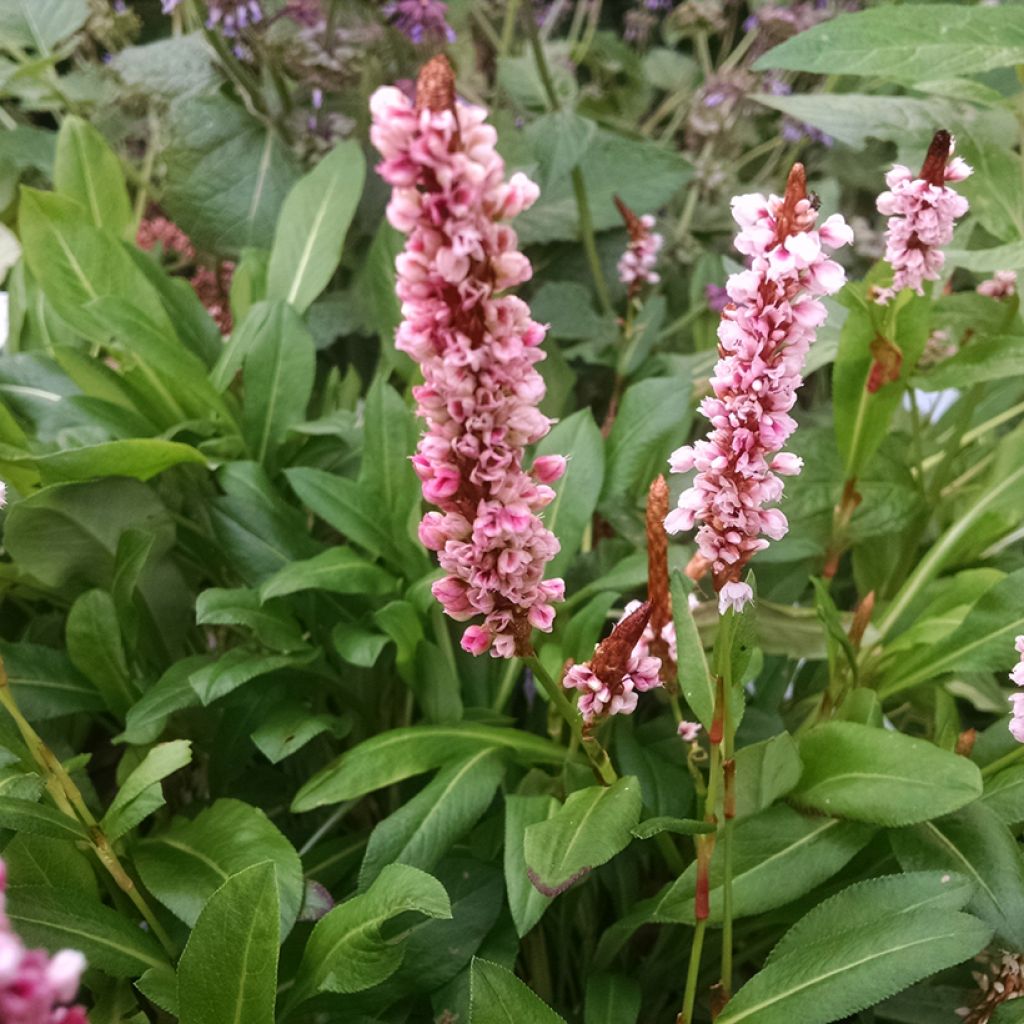 Persicaria affinis Donald Lowndes - Kruipduizendknoop