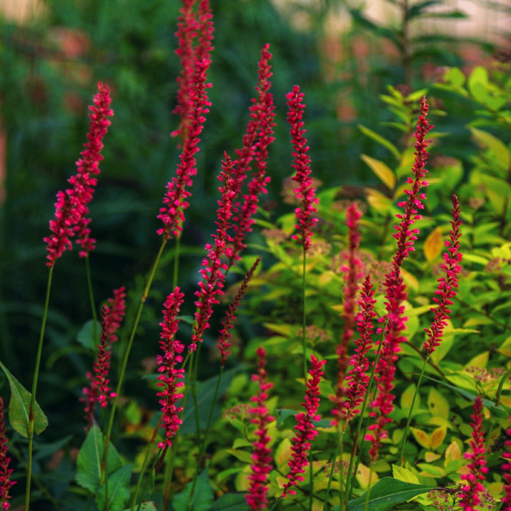 Persicaria amplexicaulis Black Dreams - Duizendknoop