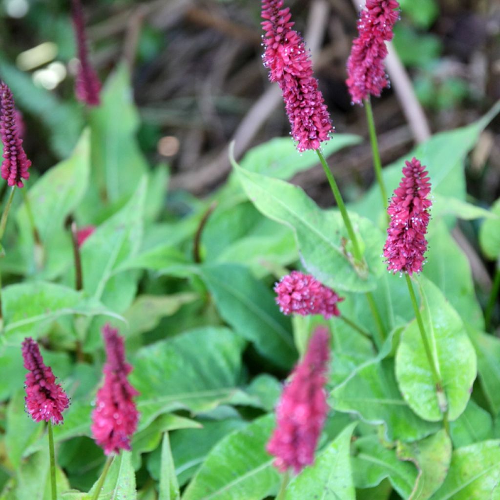 Persicaria amplexicaulis Blackfield - Duizendknoop