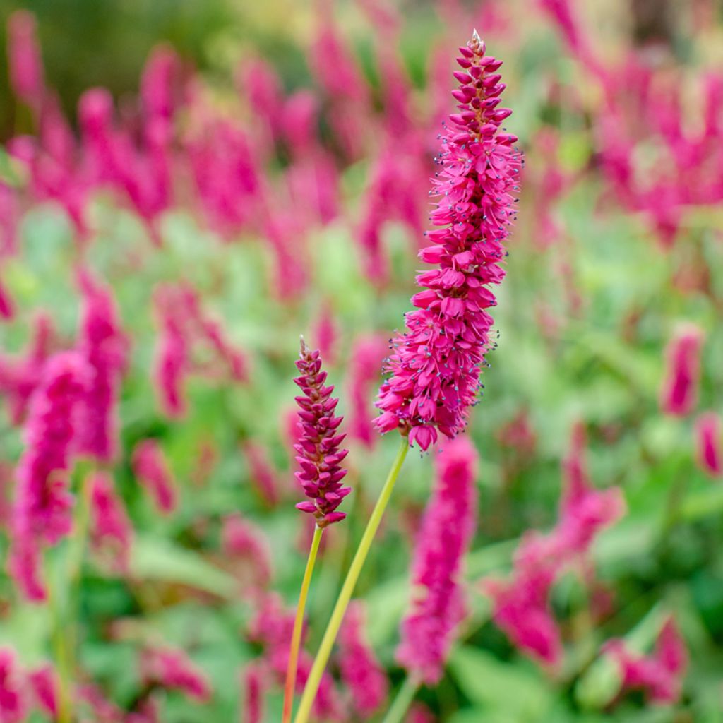 Persicaria amplexicaulis Golden Arrow - Duizendknoop