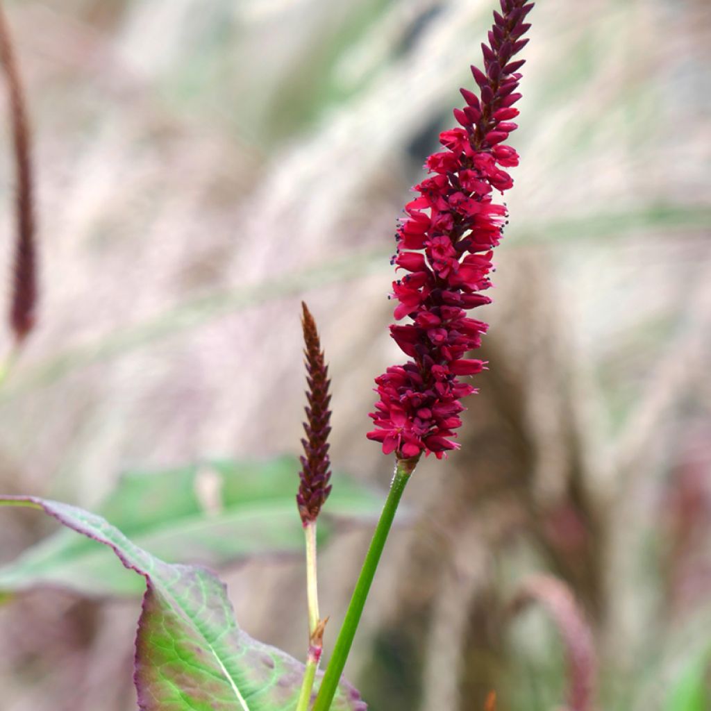 Persicaria amplexicaulis Inverleith - Duizendknoop