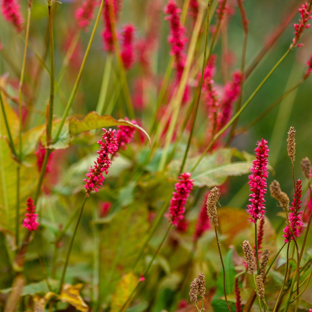 Persicaria amplexicaulis Orange Field - Duizendknoop