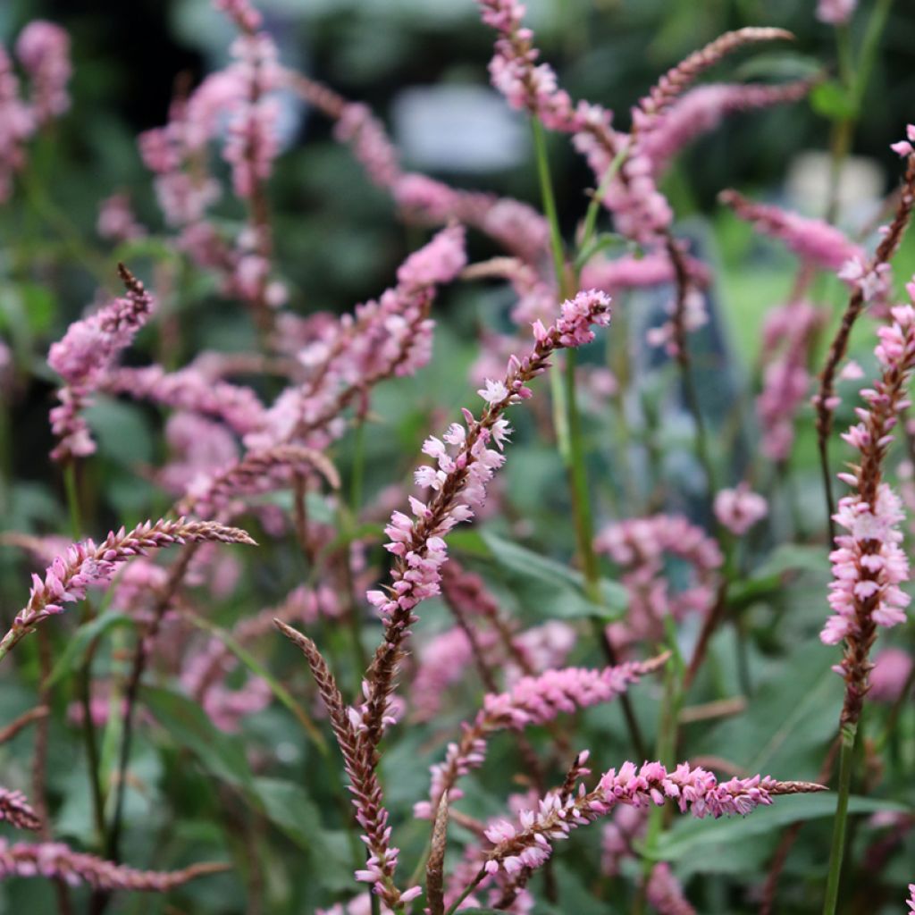 Persicaria amplexicaulis Pink Elephant - Duizendknoop
