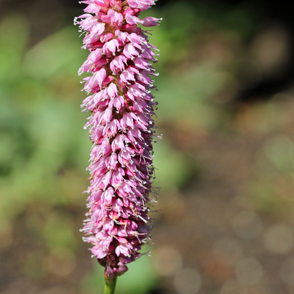 Persicaria bistorta Hohe Tatra - Adderwortel