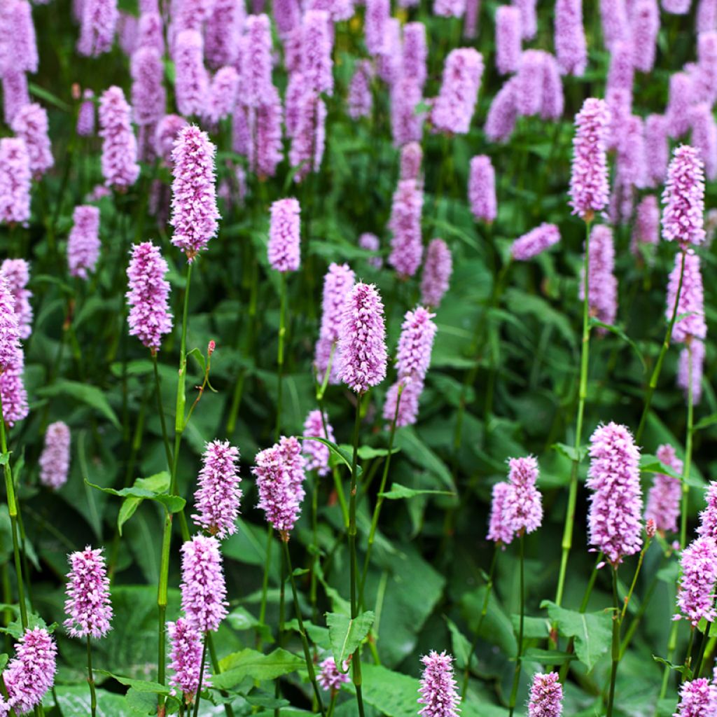 Persicaria bistorta Superba - Adderwortel