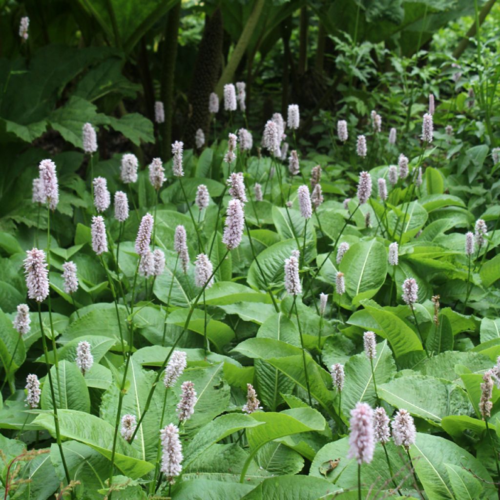 Persicaria bistorta Superba - Adderwortel
