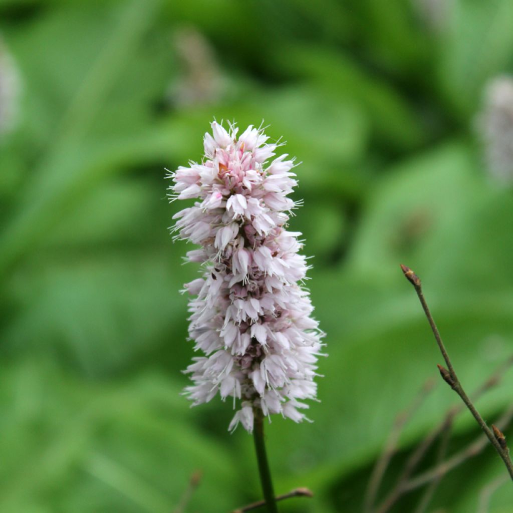 Persicaria bistorta Superba - Adderwortel