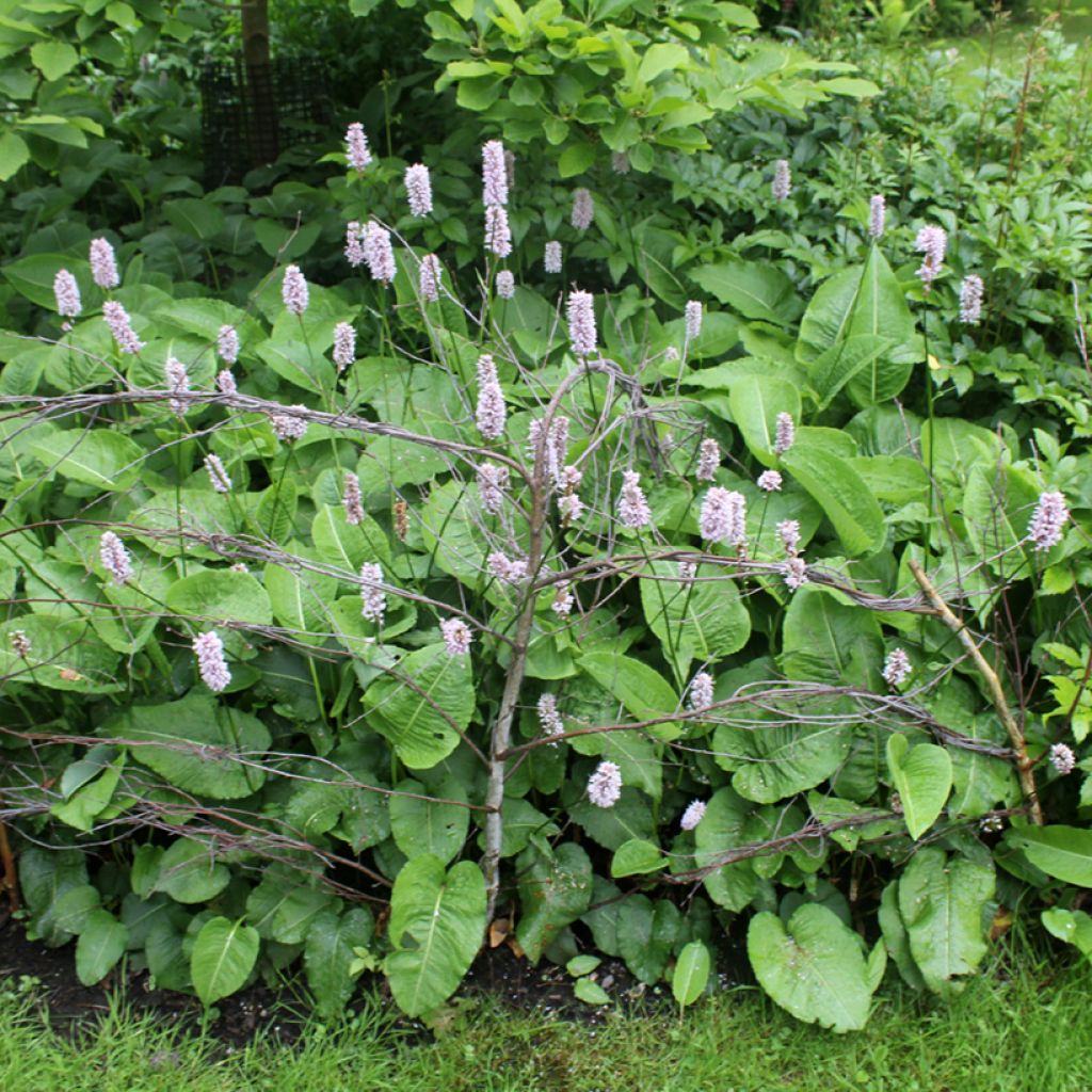 Persicaria bistorta Superba - Adderwortel