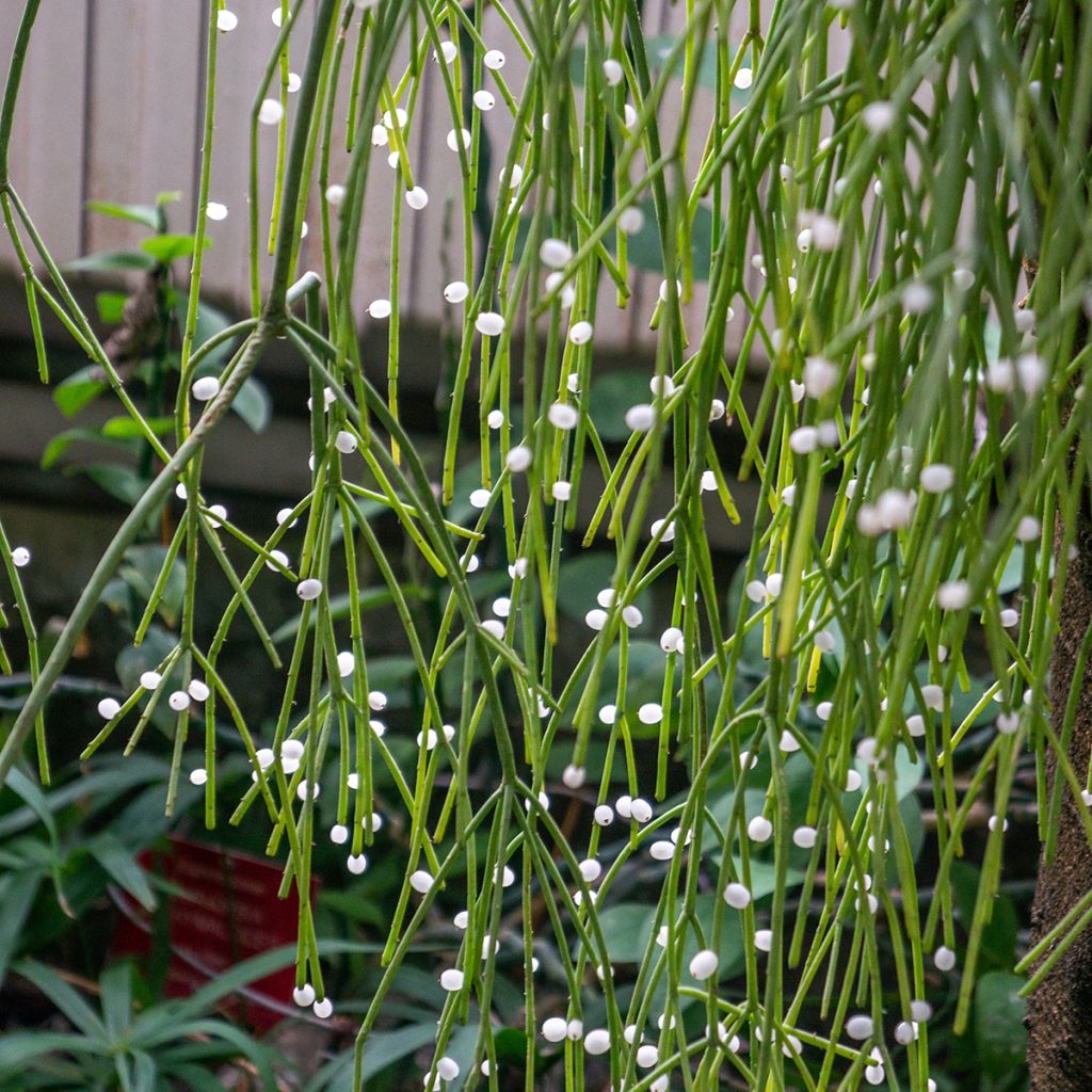 Rhipsalis baccifera - Cactus-jonc fructifère