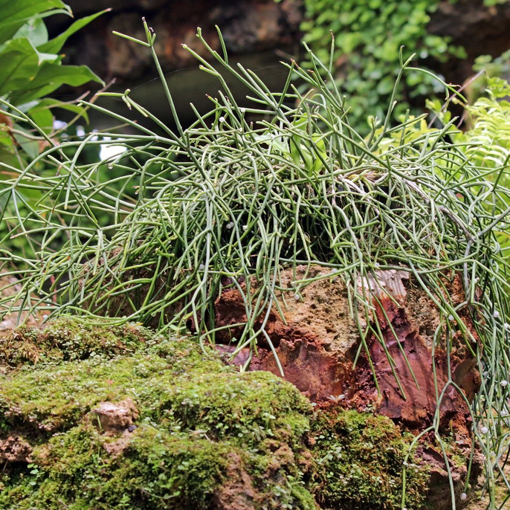 Rhipsalis baccifera - Cactus-jonc fructifère