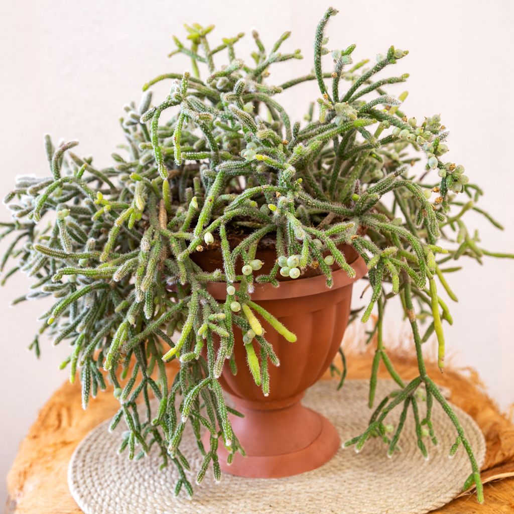 Rhipsalis horrida - Cactus-gui