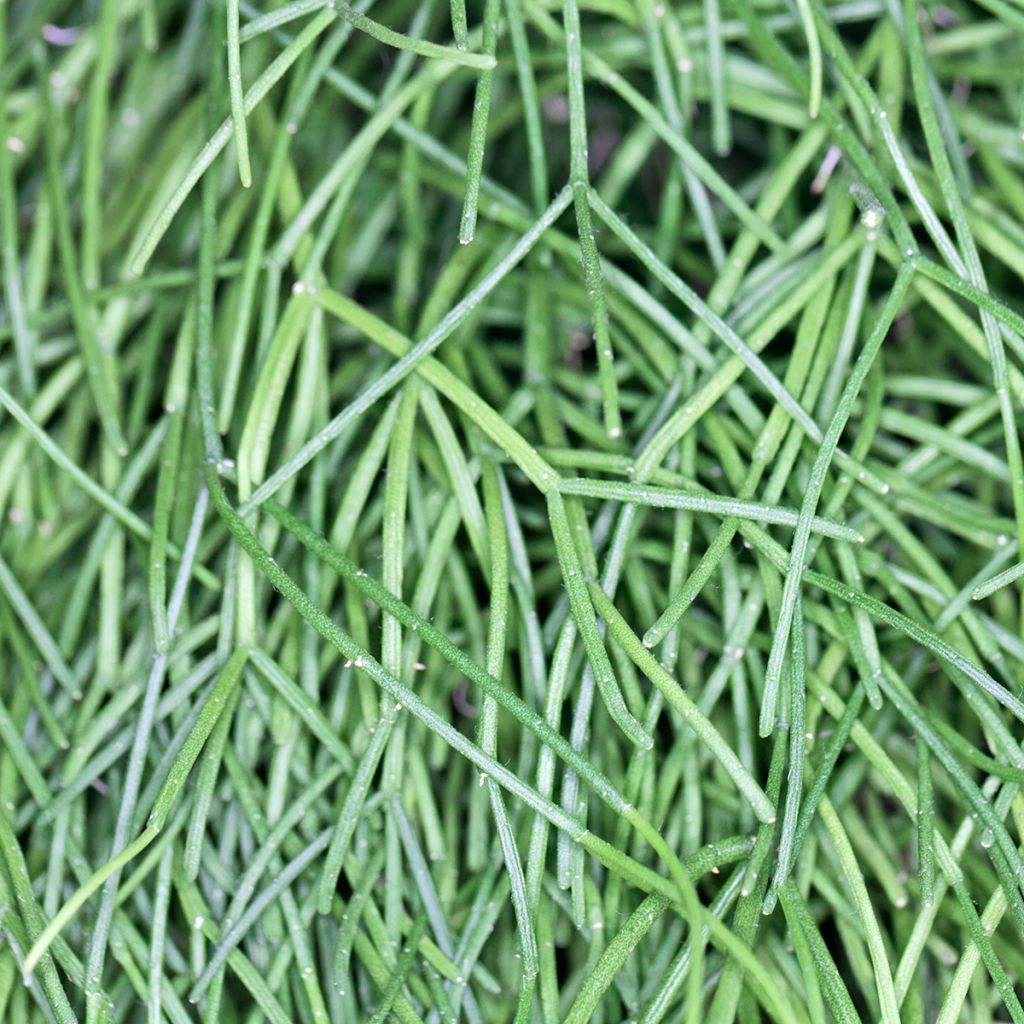 Rhipsalis cassutha - Koraalcactus