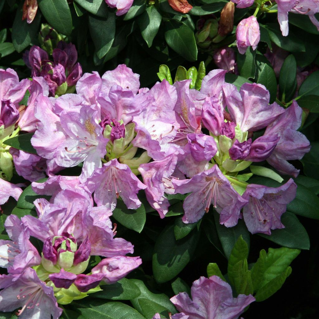 Rhododendron Grandiflorum - Grootbloemige rododendron