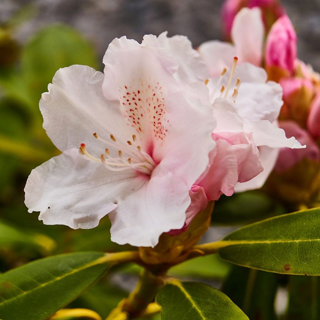 Rhododendron Cunningham's White - Grootbloemige rododendron