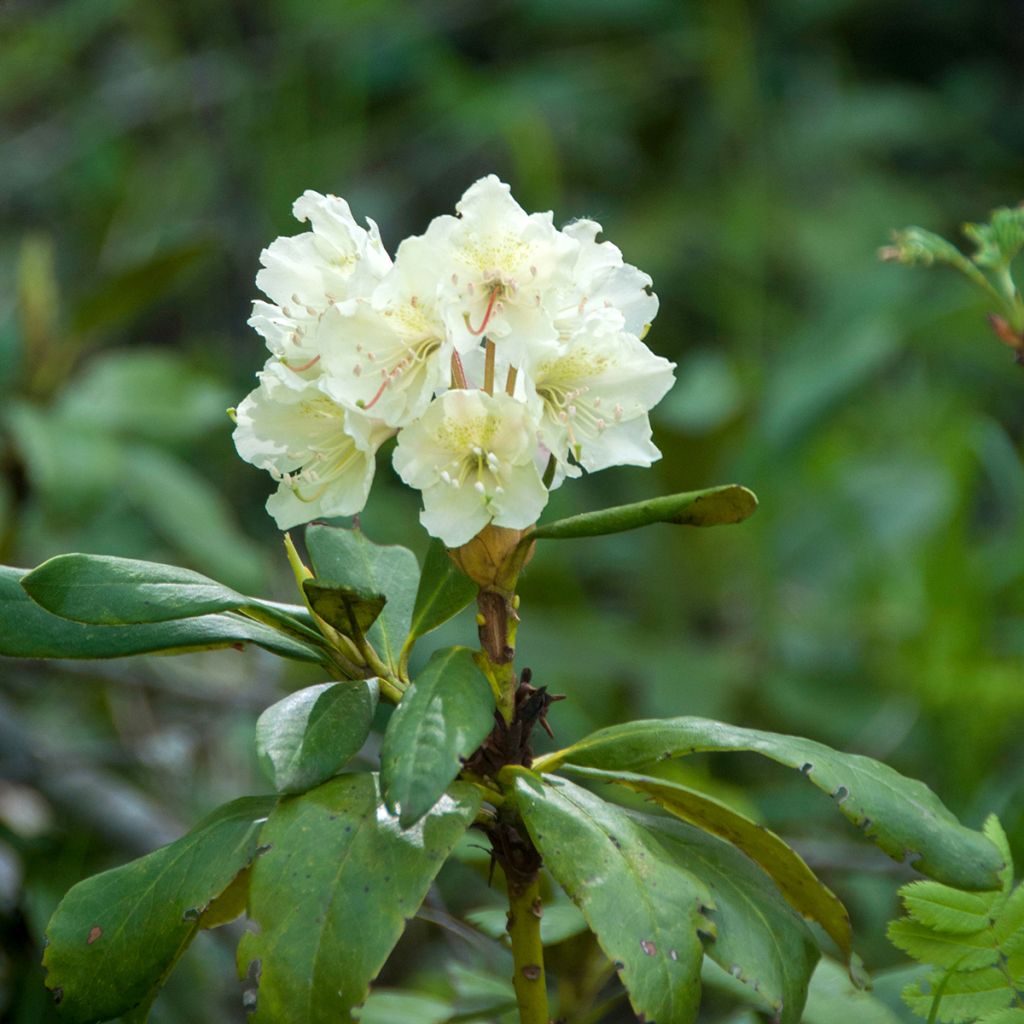 Rhododendron Cunningham's White - Grootbloemige rododendron