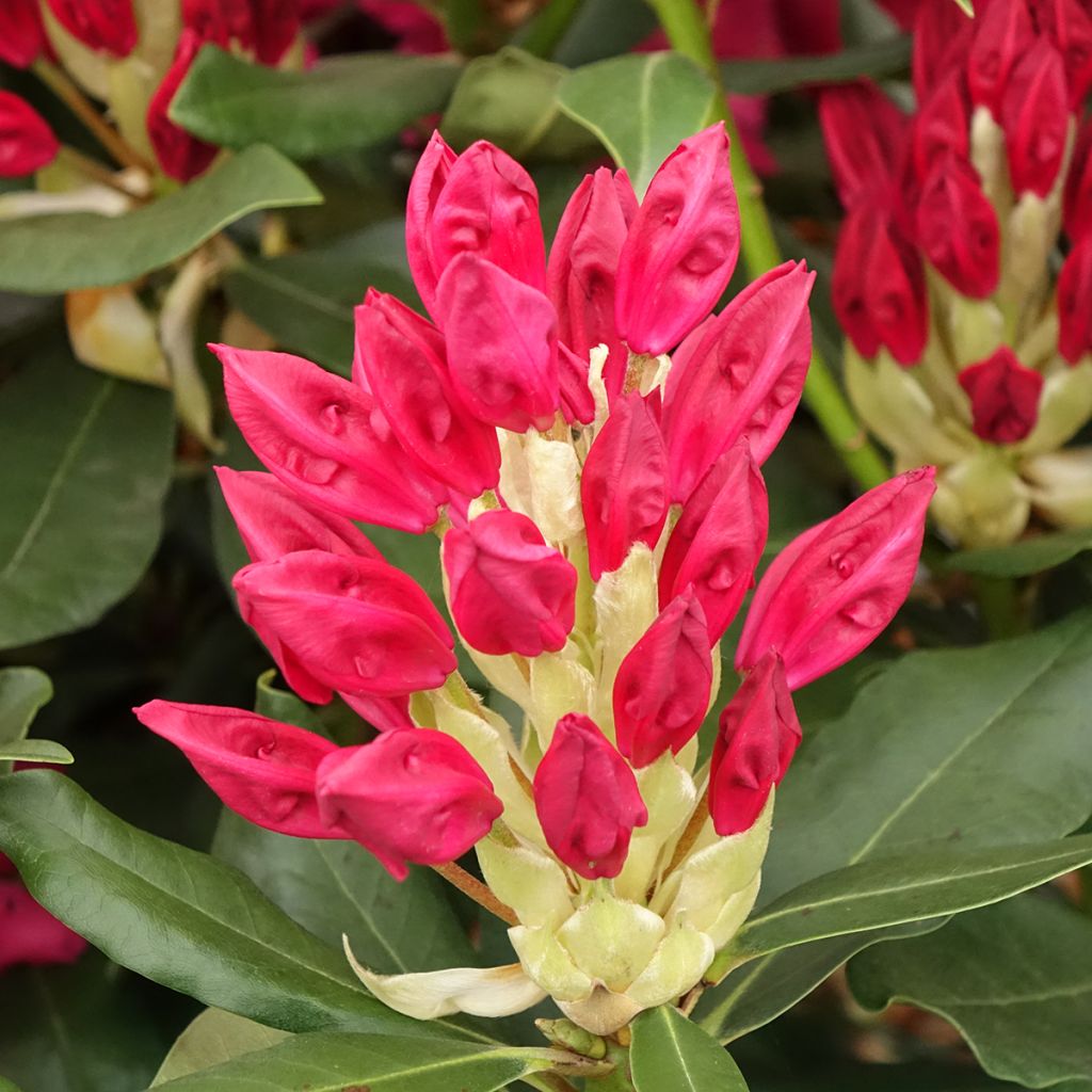 Rhododendron INKARHO Nova Zembla - Grootbloemige rododendron