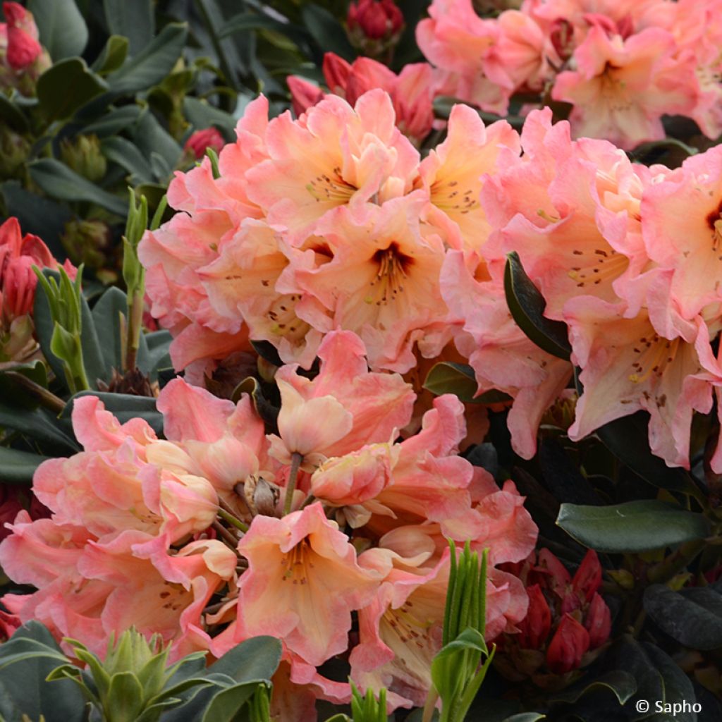 Rhododendron Lady Lasa - Grootbloemige rododendron