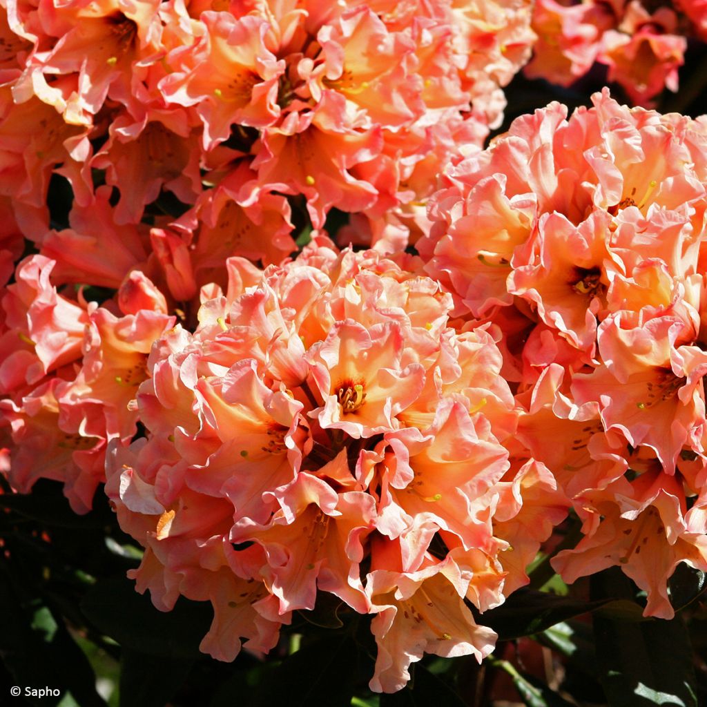 Rhododendron Lady Lasa - Grootbloemige rododendron
