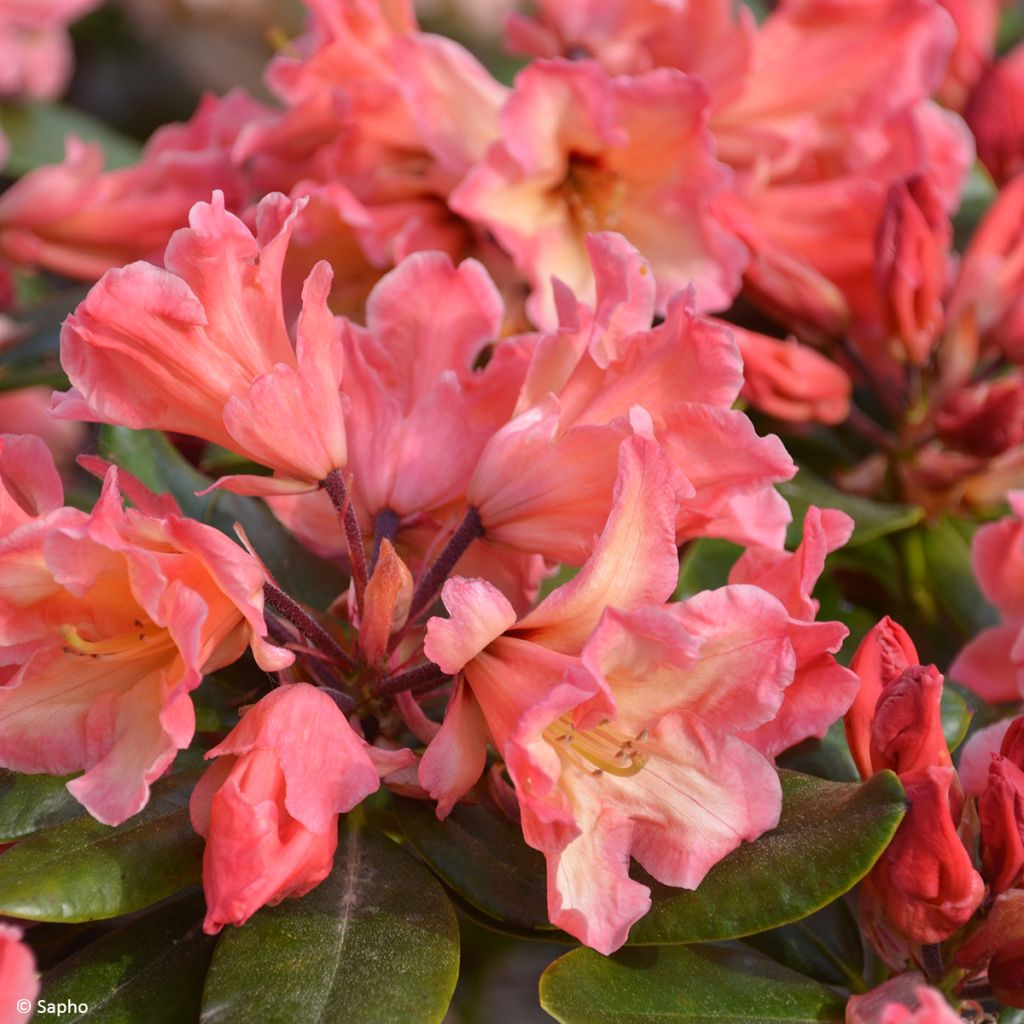 Rhododendron Lady Lasa - Grootbloemige rododendron