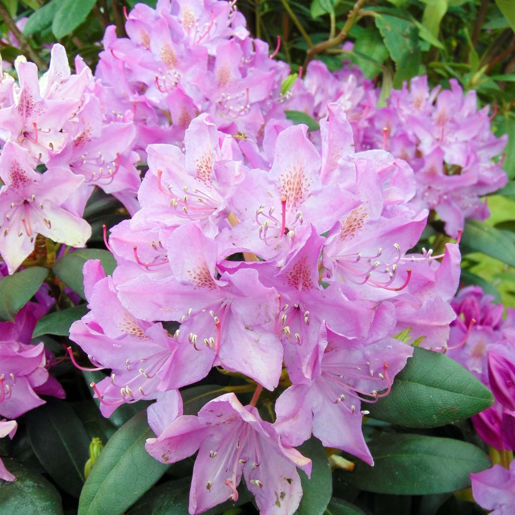 Rhododendron Roseum Elegans - Grootbloemige rododendron
